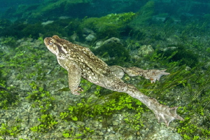 swimming toad by Mathieu Foulquié 